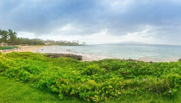 Lush greenery next to the ocean 