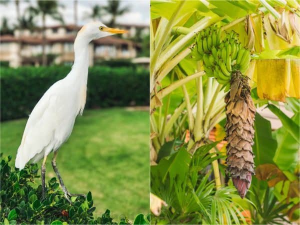 Two photos one of a bird that is standing and one of bananas growing