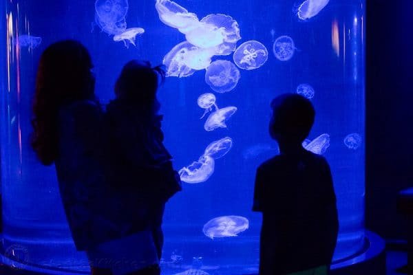 A group of people standing in front of an aquarium looking at jellyfish floating