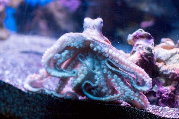 A close up of an octopus