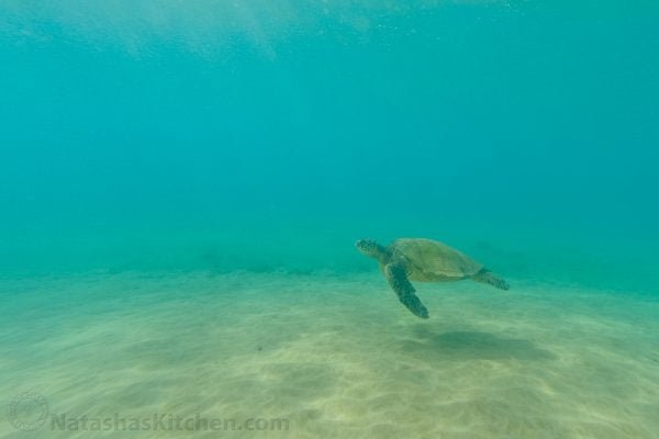 A turtle swimming under water