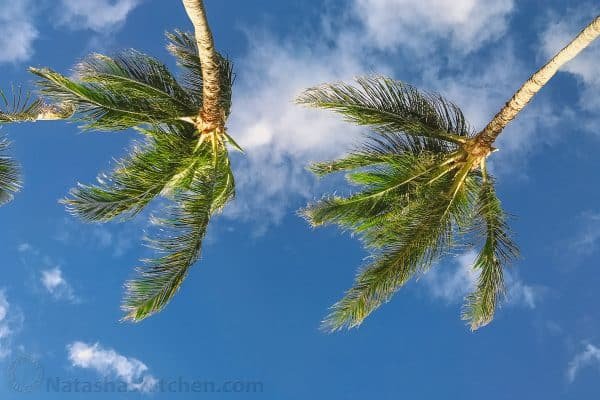 The sky and the tops of palm trees 