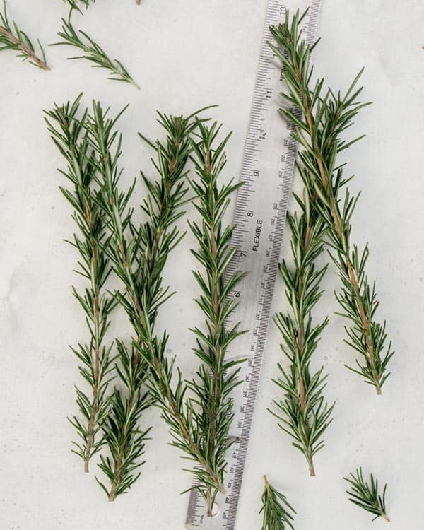 Measuring rosemary sprigs with a ruler.
