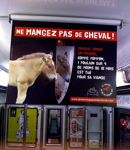 ne mangez pas de cheval!