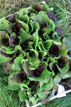 lettuce greens
