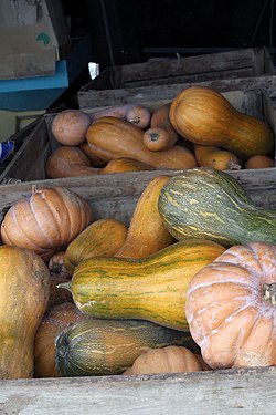 squash 