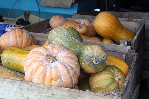 squash 