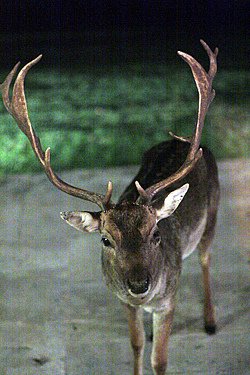 deer