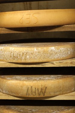 dated cheese