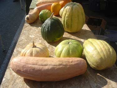 squash.jpg
