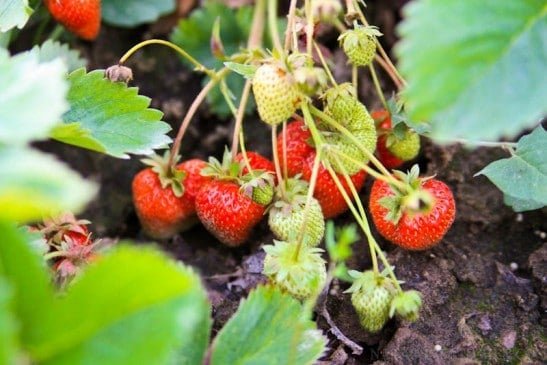 A strawberry plant growing in a garden 