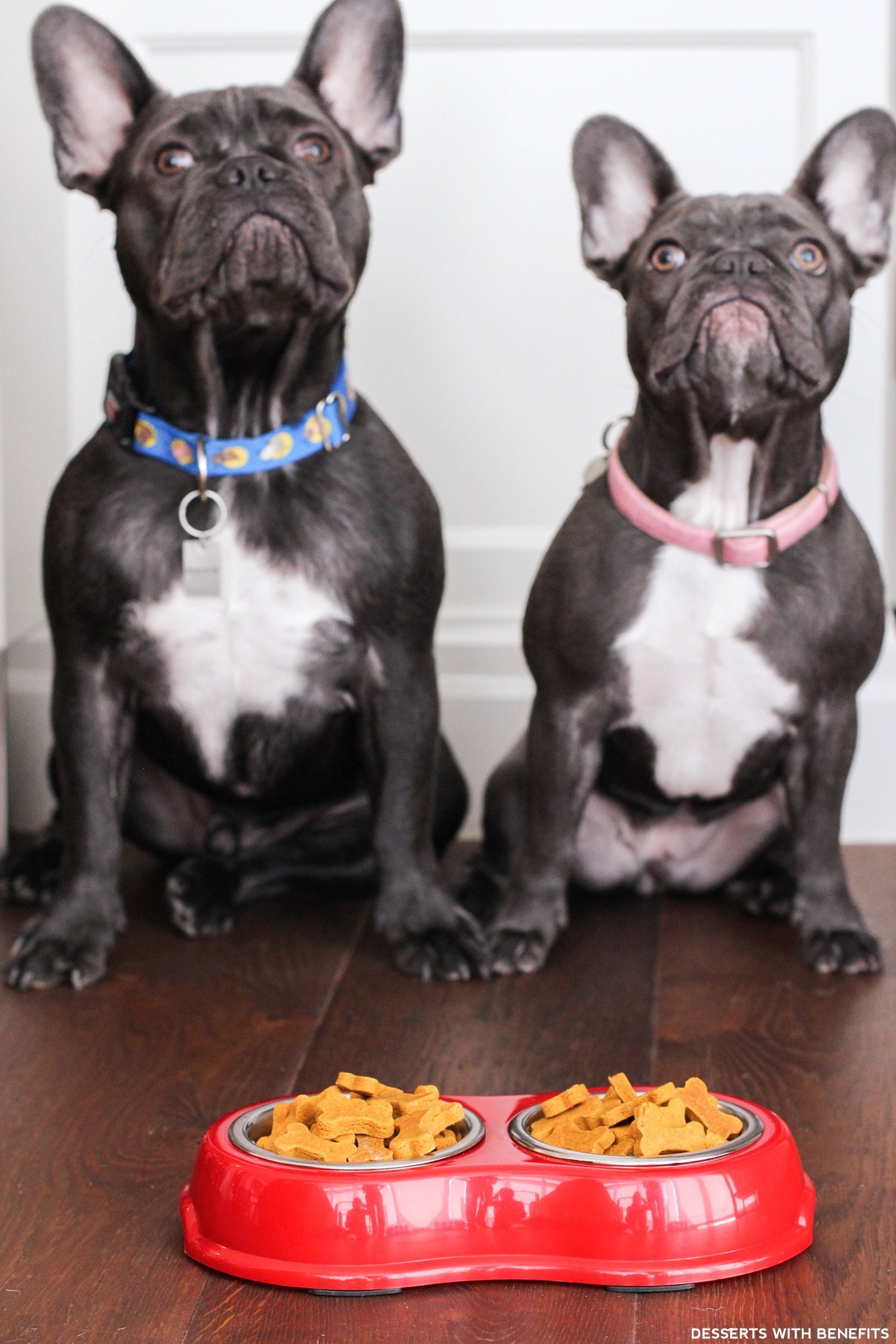 Healthy Homemade Peanut Butter Pumpkin Dog Treats (sugar free, gluten free, dairy free, eggless, vegan) - Healthy Dessert Recipes at Desserts with Benefits