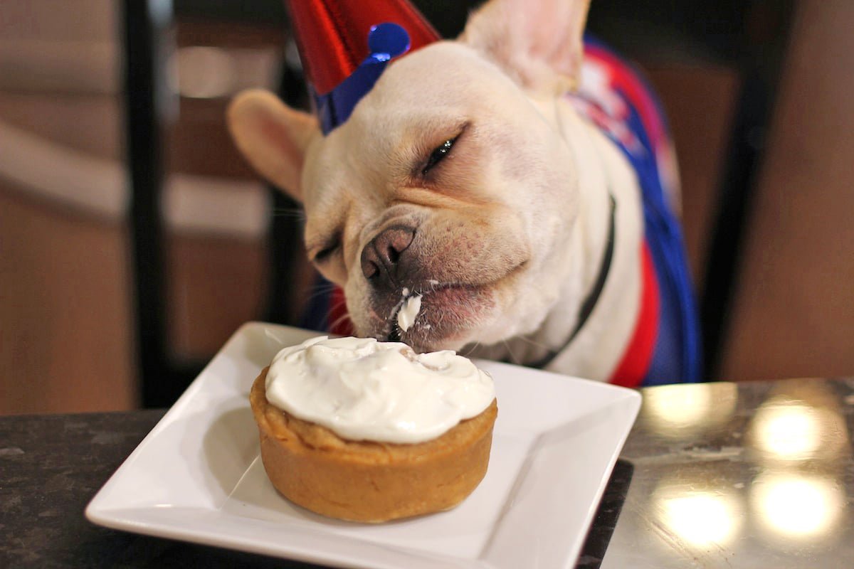 Healthy Homemade Peanut Butter Pumpkin Dog Treats (To Celebrate My Puppy's 1st Birthday!)