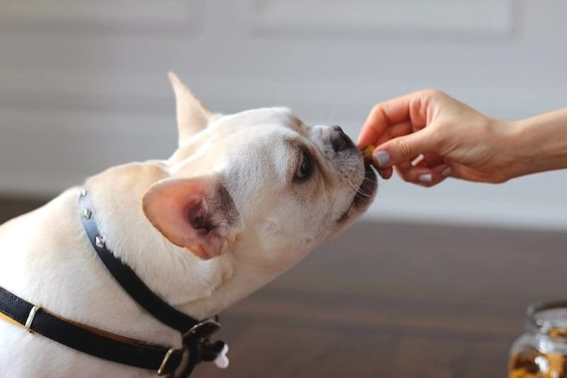 Healthy Homemade Peanut Butter Pumpkin Dog Treats (To Celebrate My Puppy's 1st Birthday!)