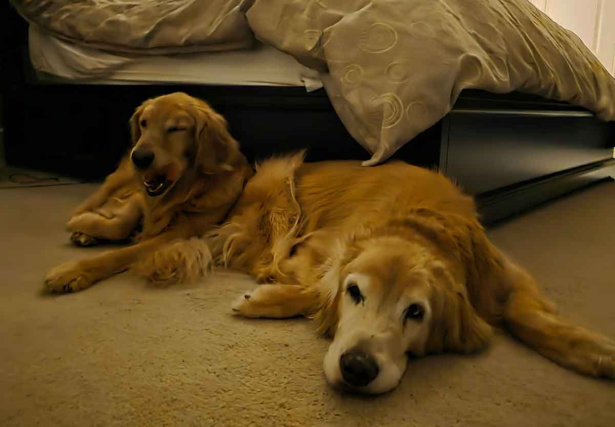 Two Golden Retrievers laying on a bedroom floor next to a bed.